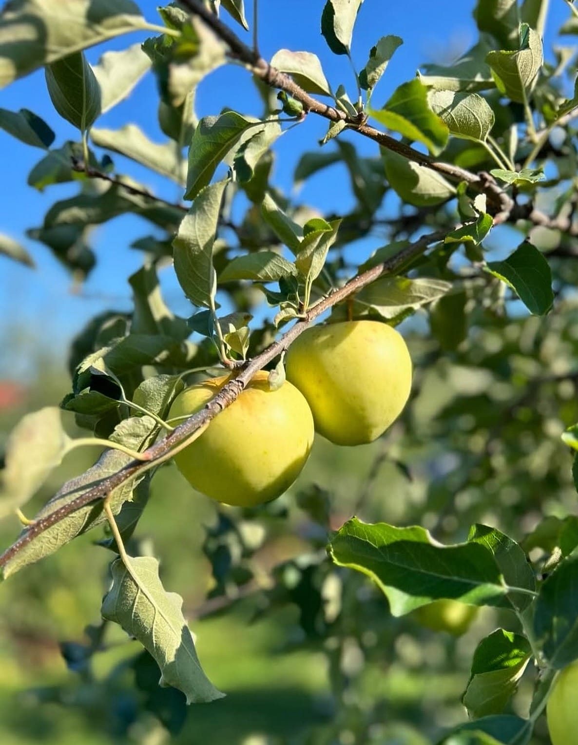 Apple Picking Toronto