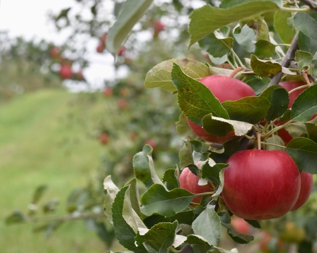 Apple Picking Toronto