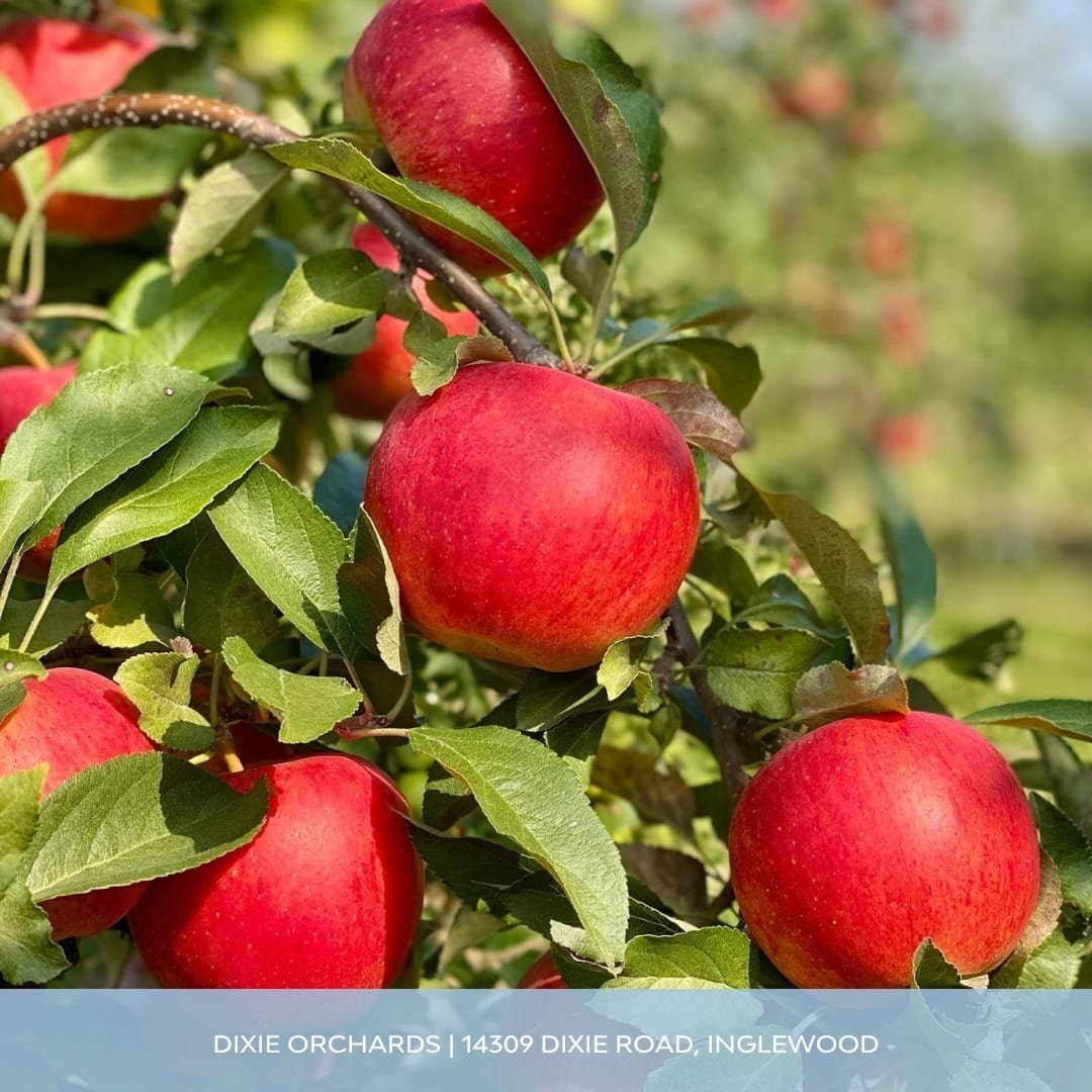 Apple Picking Toronto