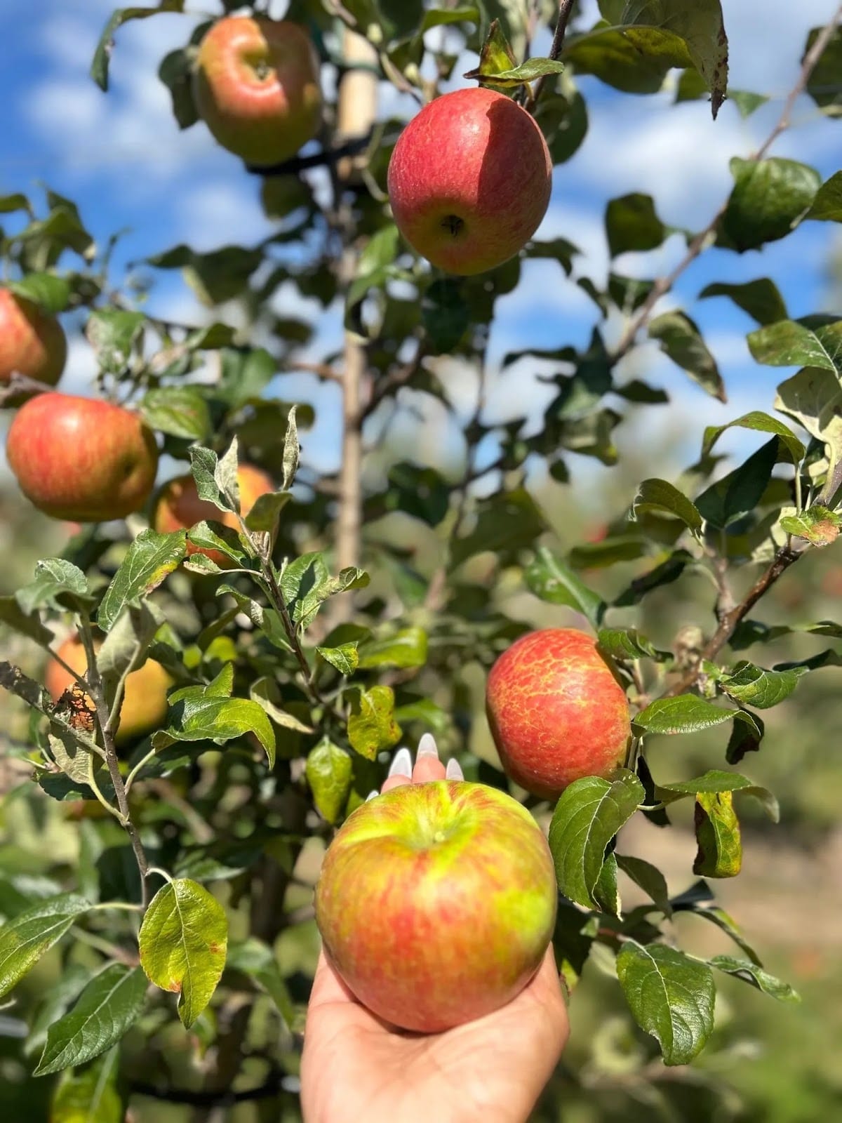 Apple Picking Toronto