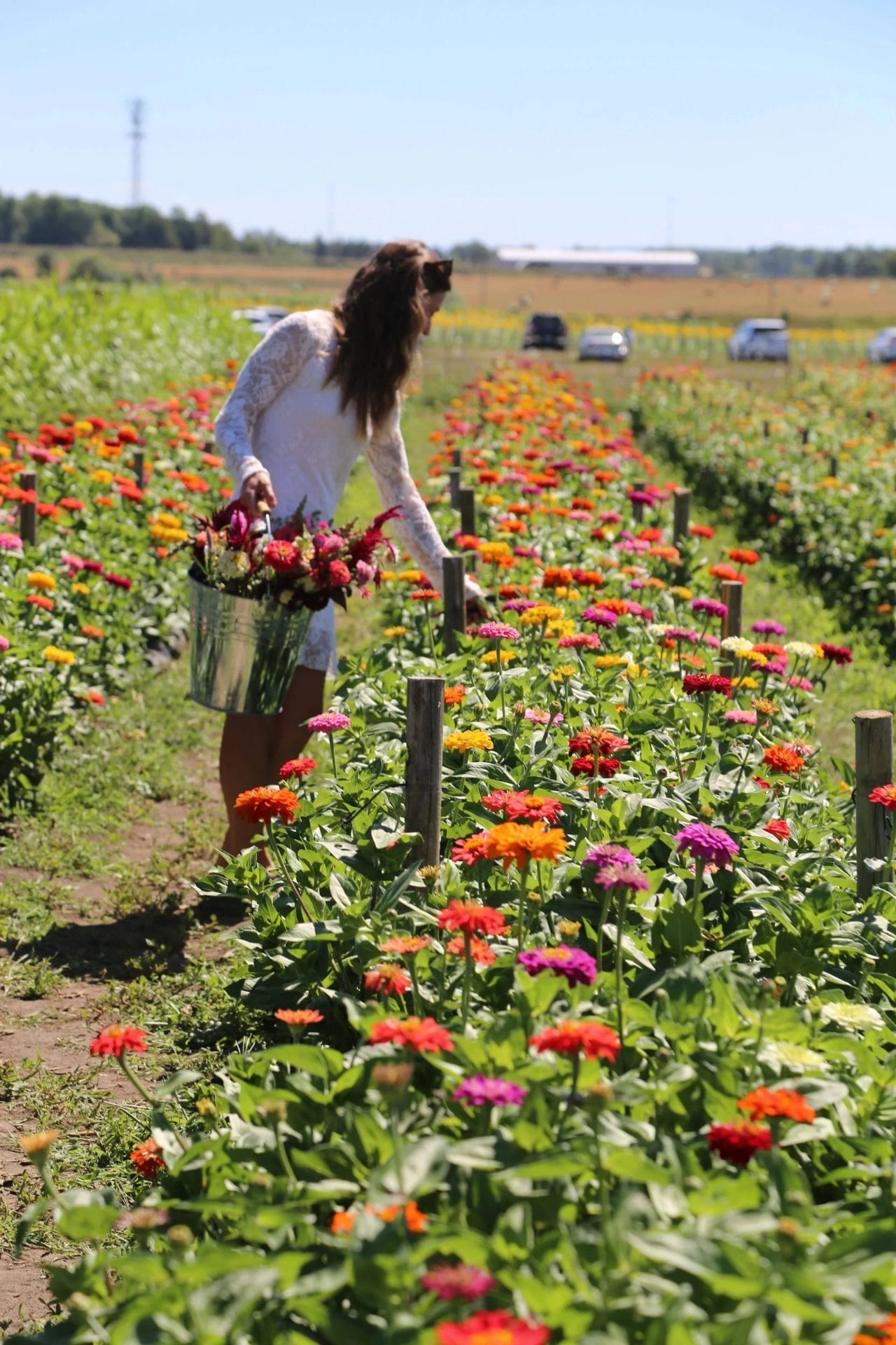 French Blooms Flower Picking, things to do in Vaughan this summer