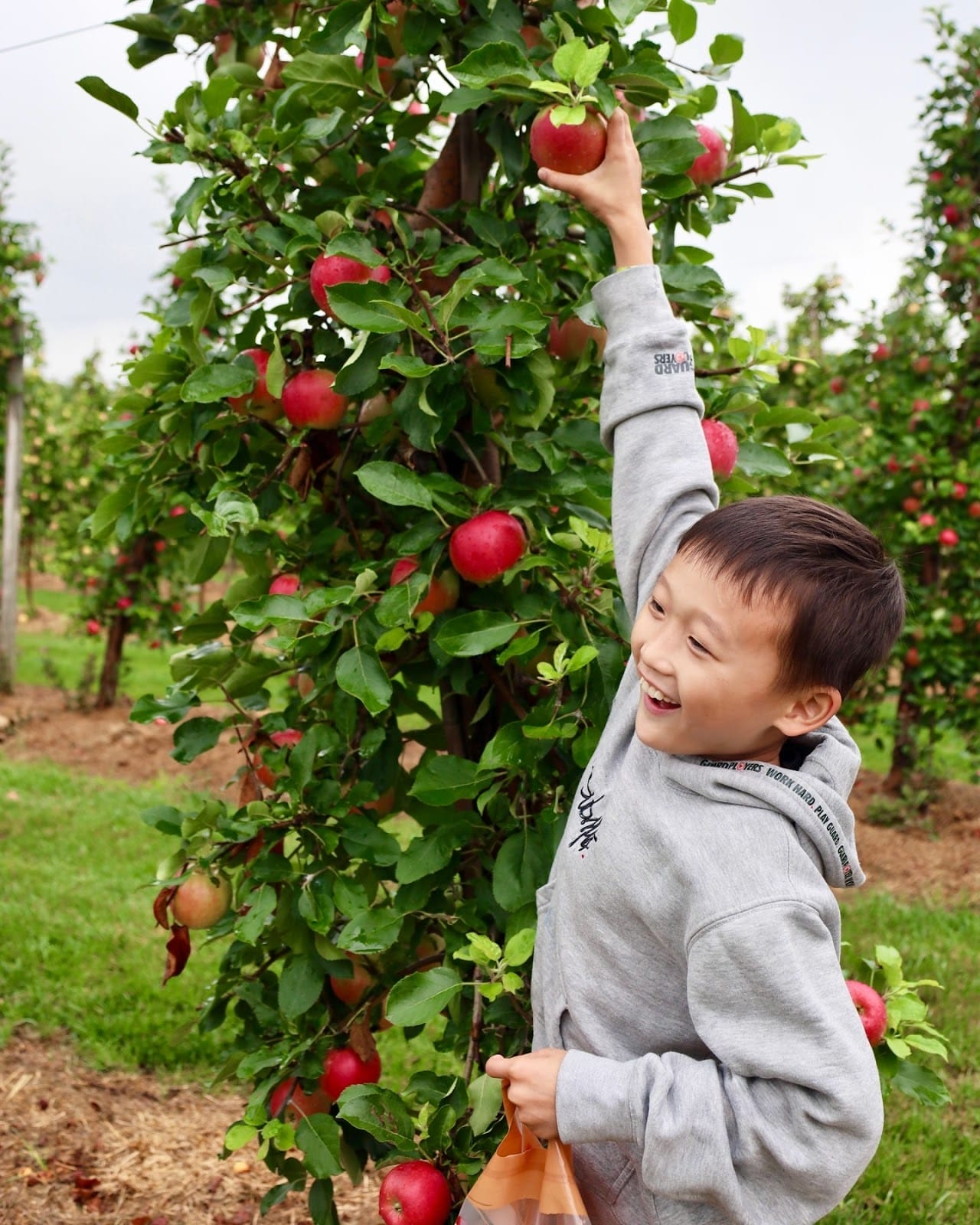 Apple Picking Toronto