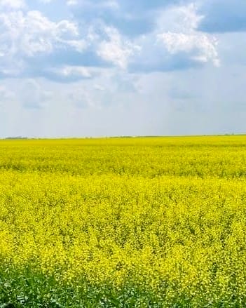 China Hits Canadian Canola with 75.8% Tariff — What It Means for Farmers