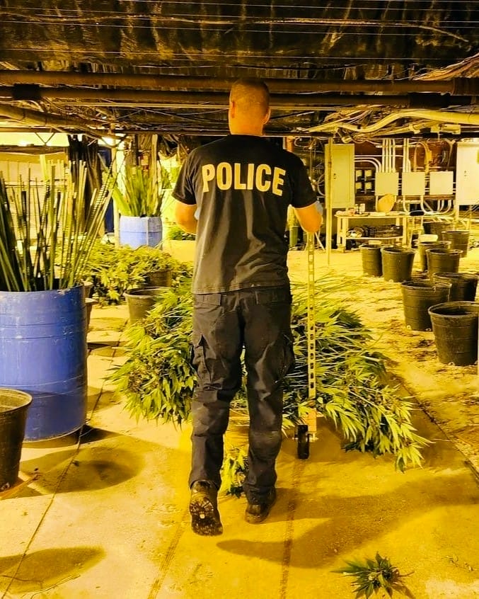 16 Arrested and $55M in Illegal Cannabis Seized in Massive OPP Bust