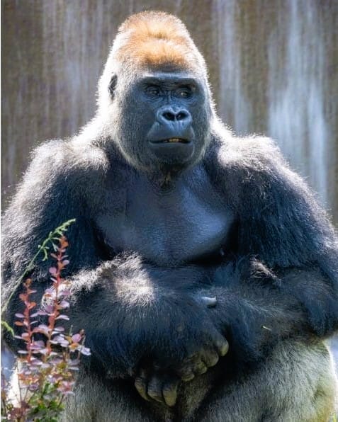 Toronto Zoo Welcomes New Silverback Gorilla, Zwalani, After Loss of Charles