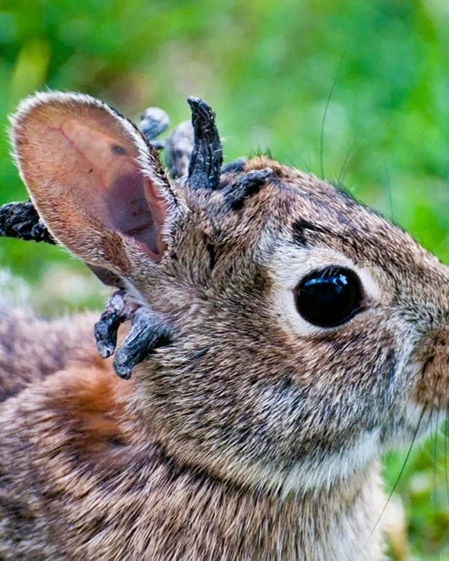 Strange ‘Horn-Like’ Growths Found on Wild Rabbits in Fort Collins