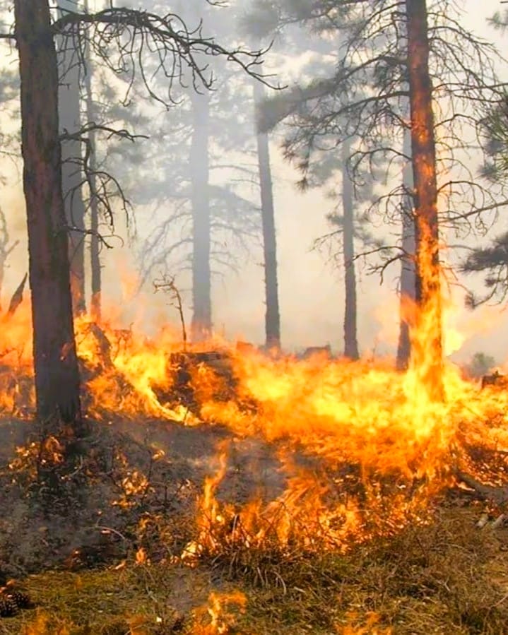 Burnt River Forest Fire Prompts Total Fire Ban in Kawartha Lakes