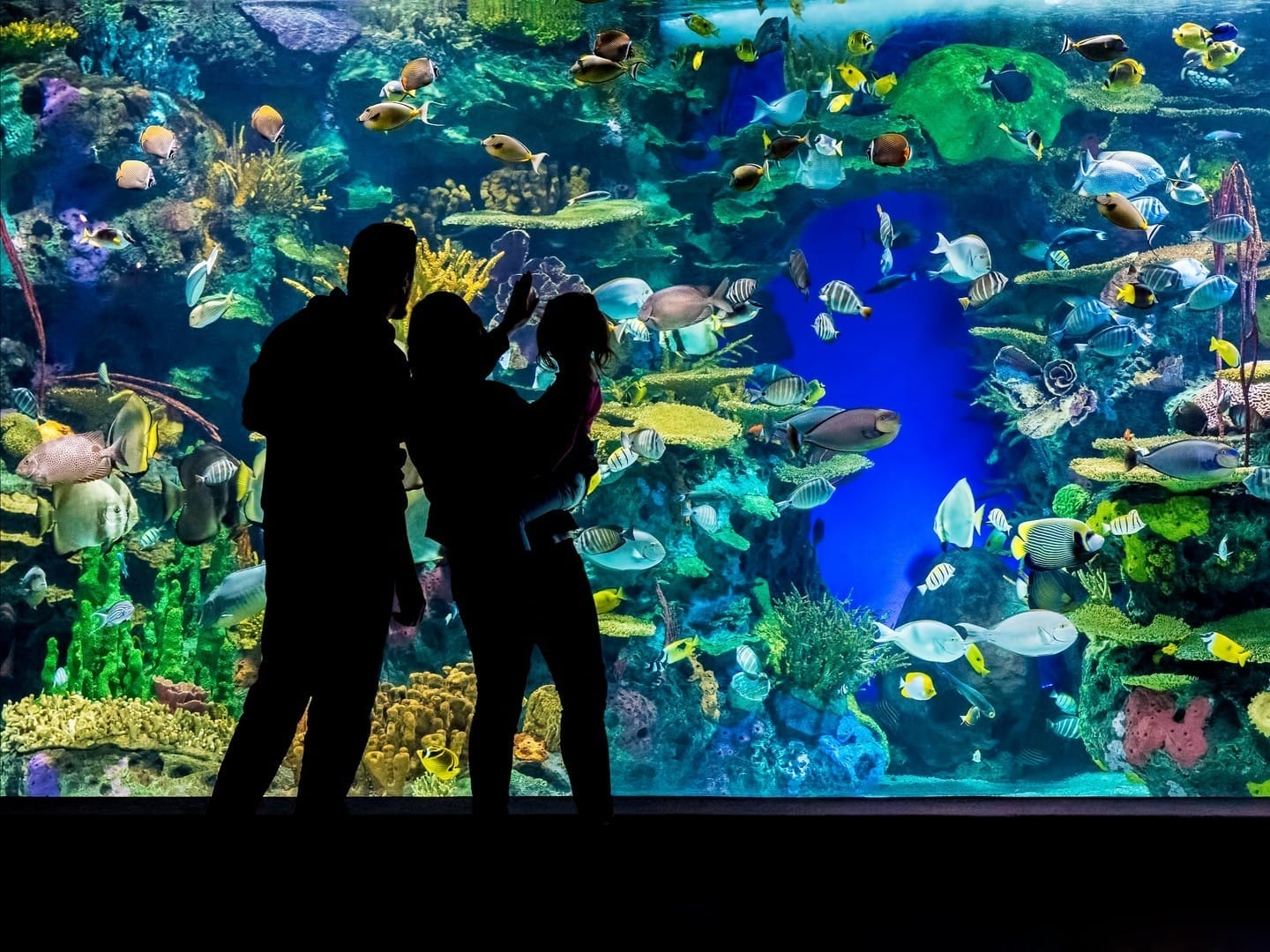 Ripley's Aquarium Toronto, best things to do with kids around Toronto
