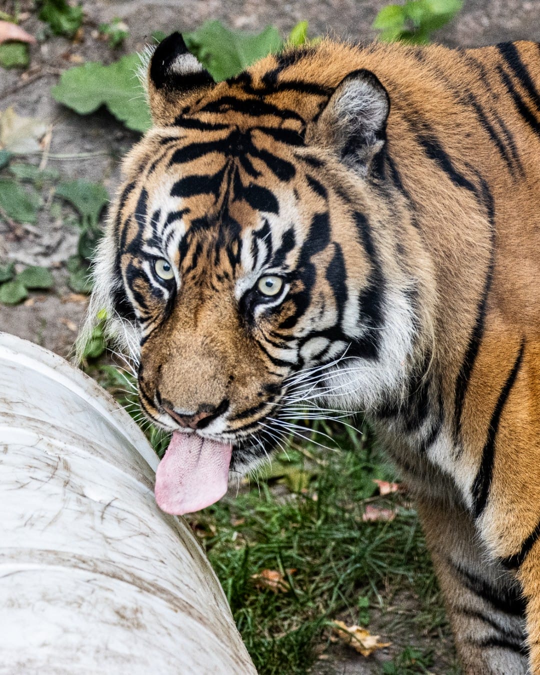 Toronto Zoo, best things to do with kids around Toronto
