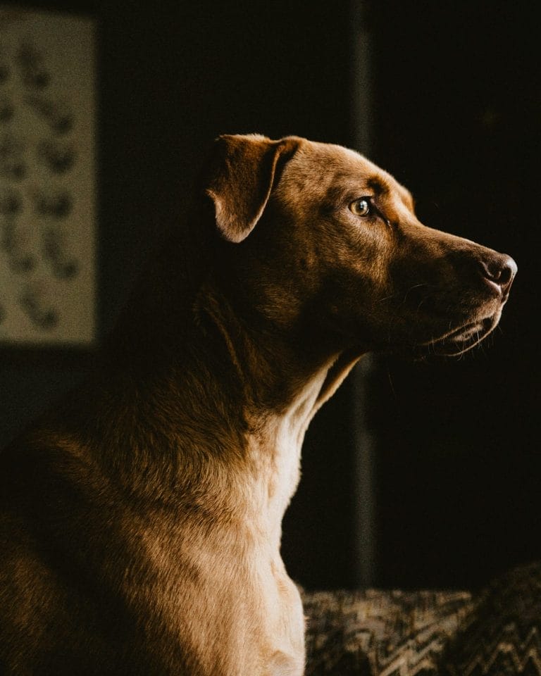 Premier Doug Ford Moves to End Animal Testing After Scandal at London Hospital