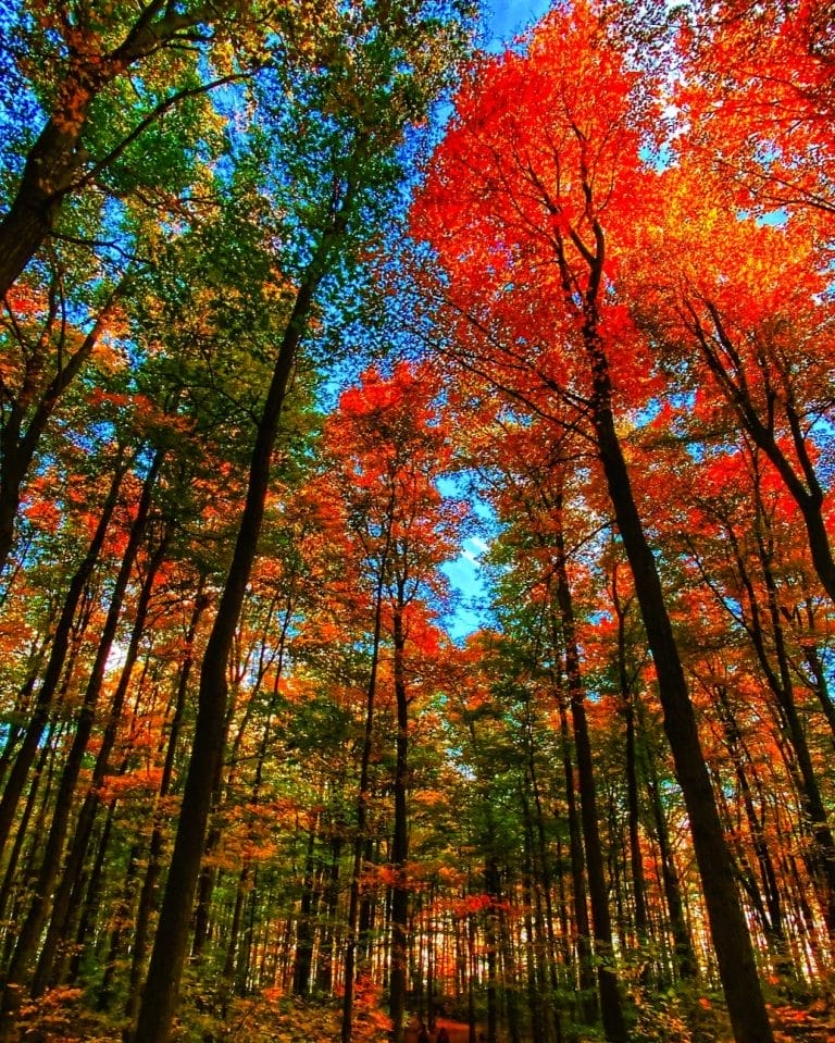 Where to See the Best Fall Colours in Toronto This Thanksgiving (2025)