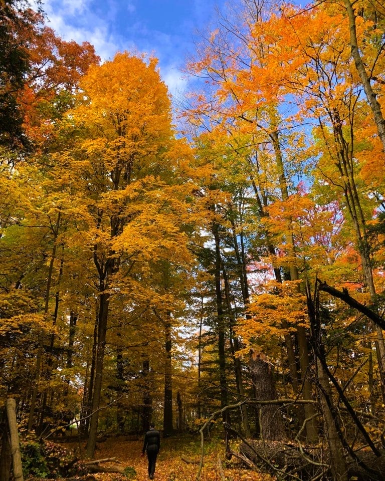 15+ Must-See Fall Hikes in and Around Toronto (2025)