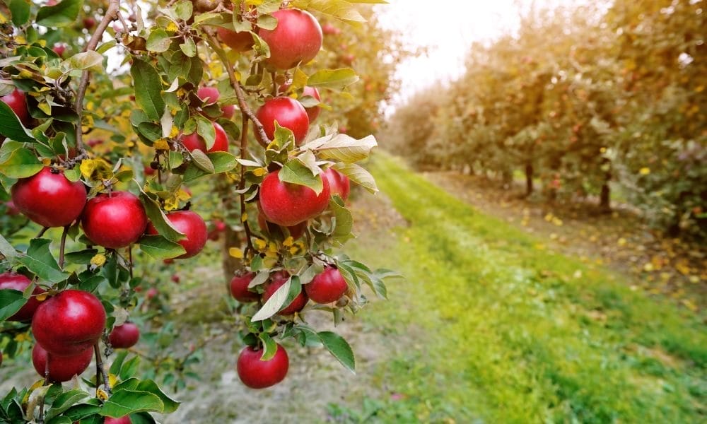The Apple Orchard 