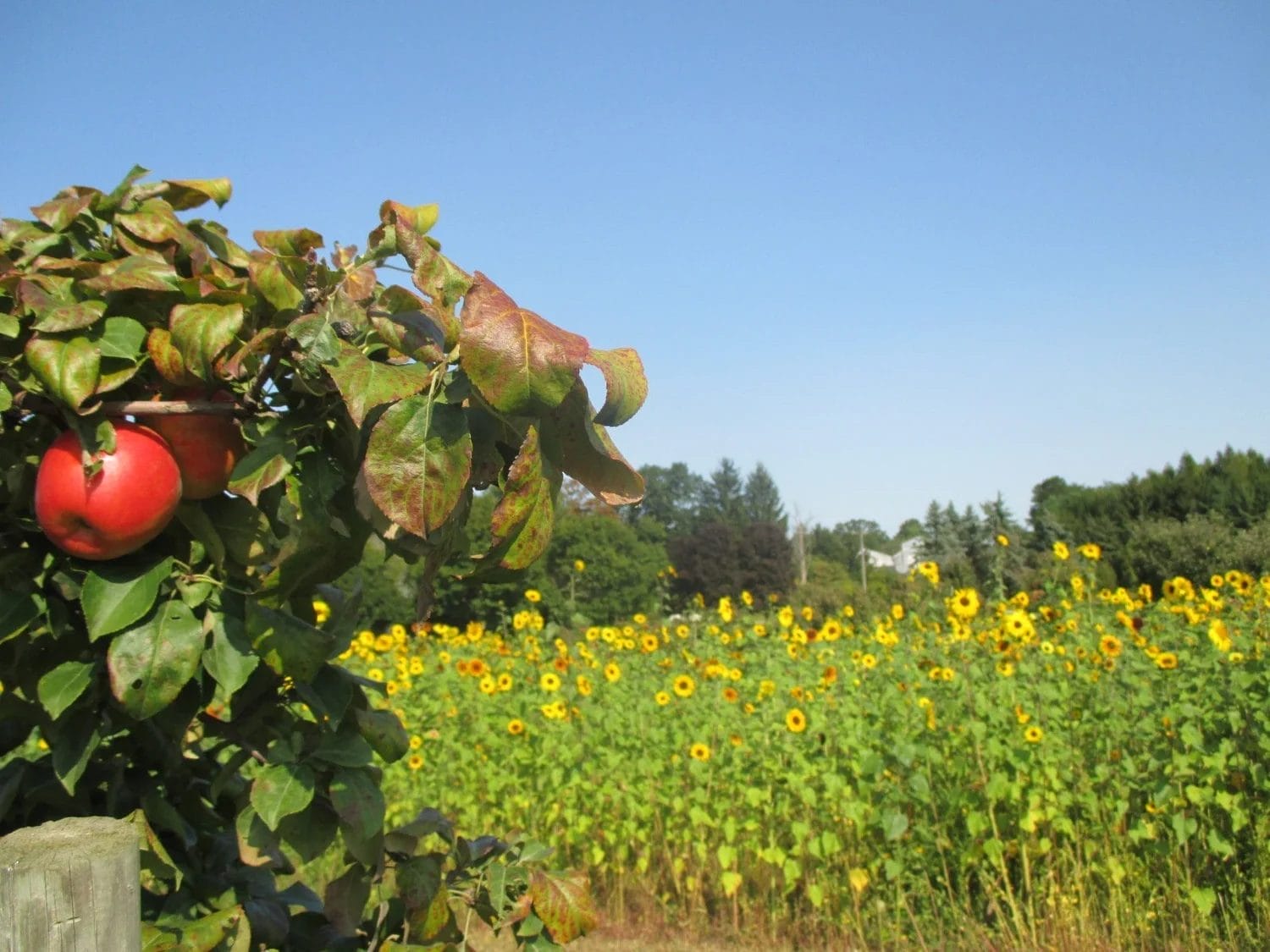 Carluke Orchards 