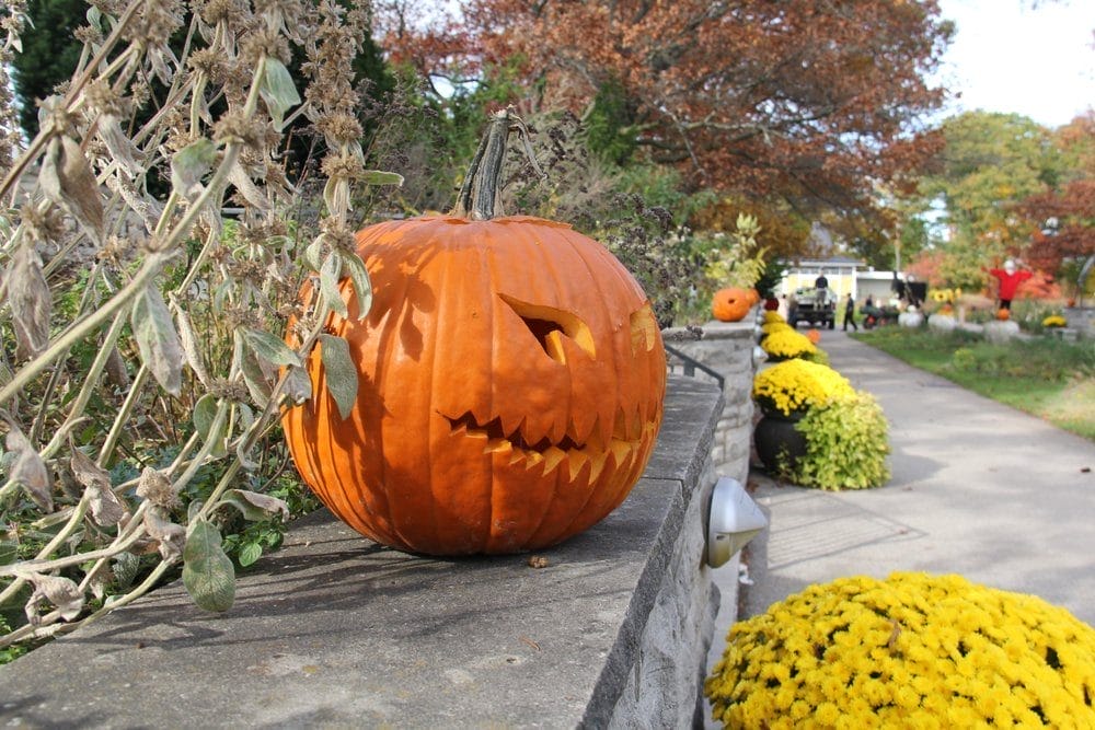 The Great Pumpkin Trail (Westfield Heritage Village)