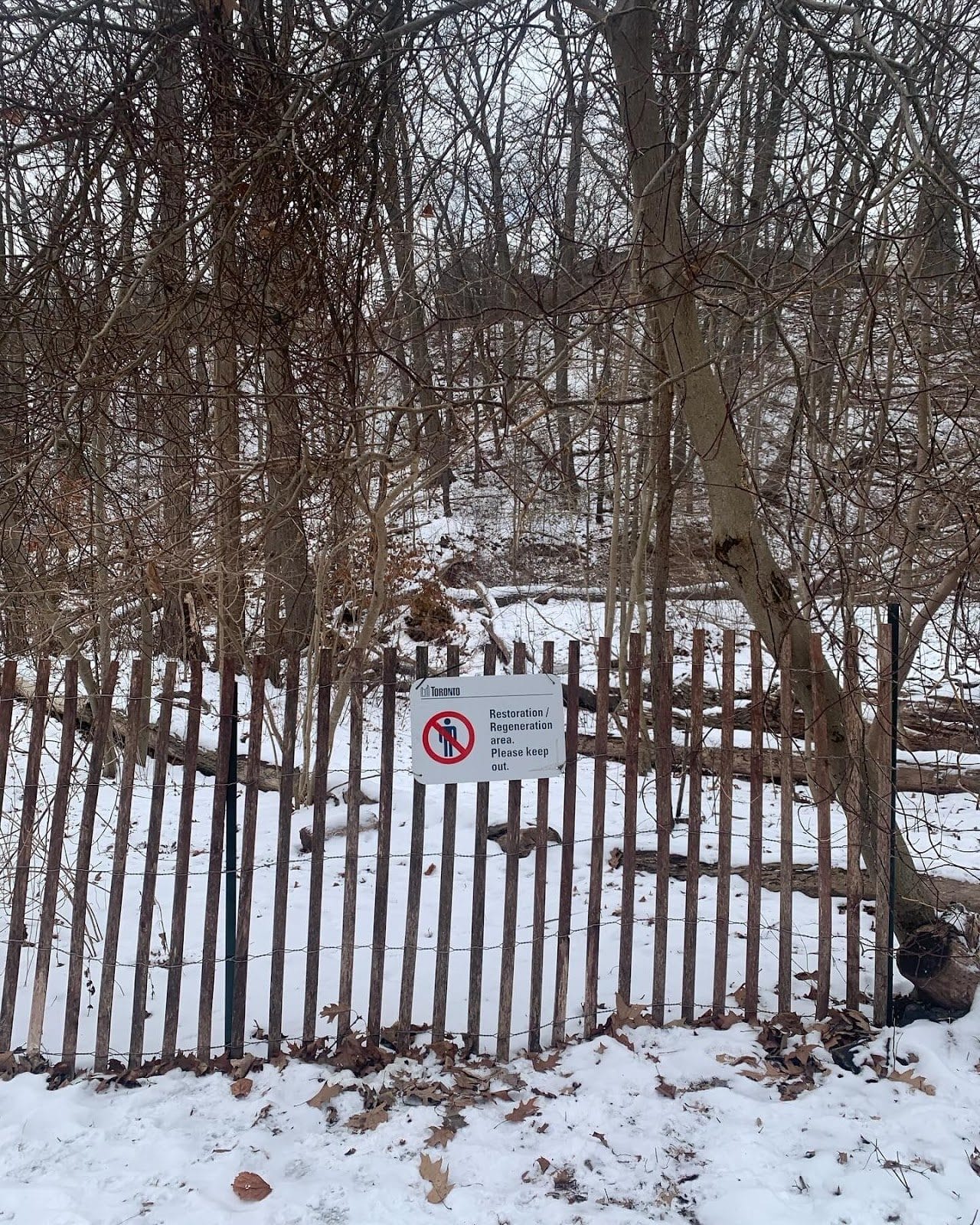 Winter Hiking Trails in Toronto