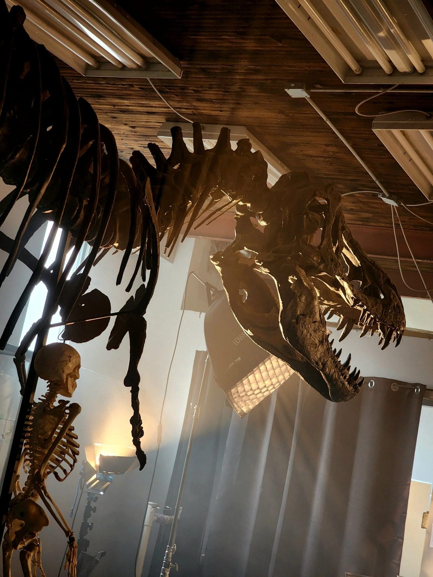 Prehistoria Museum & SkullSrtore Oddity Shop