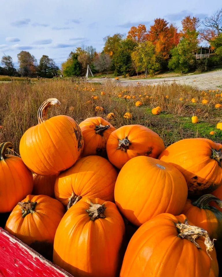 Best Pumpkin Patches Near Toronto (and a Few Worth the Drive)