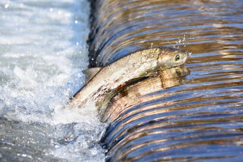 Bronte Creek Salmon Run