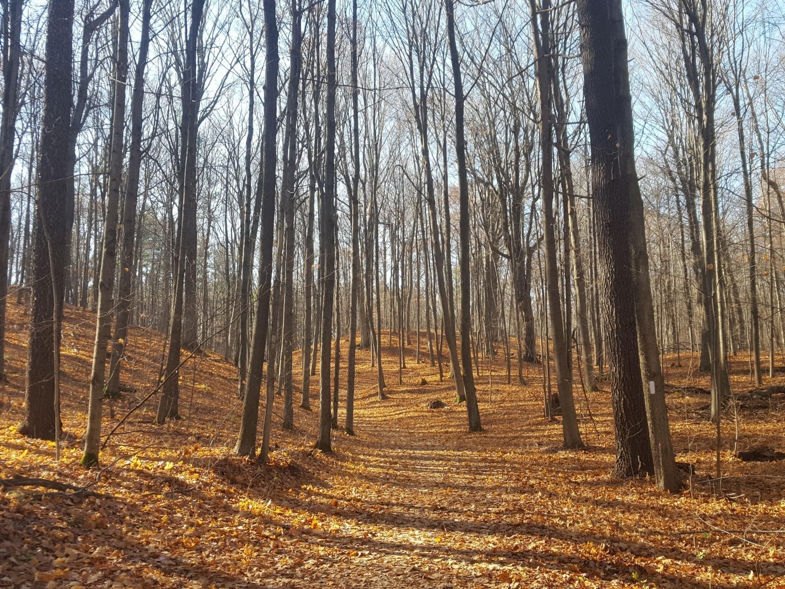 Whitchurch Conservation Area