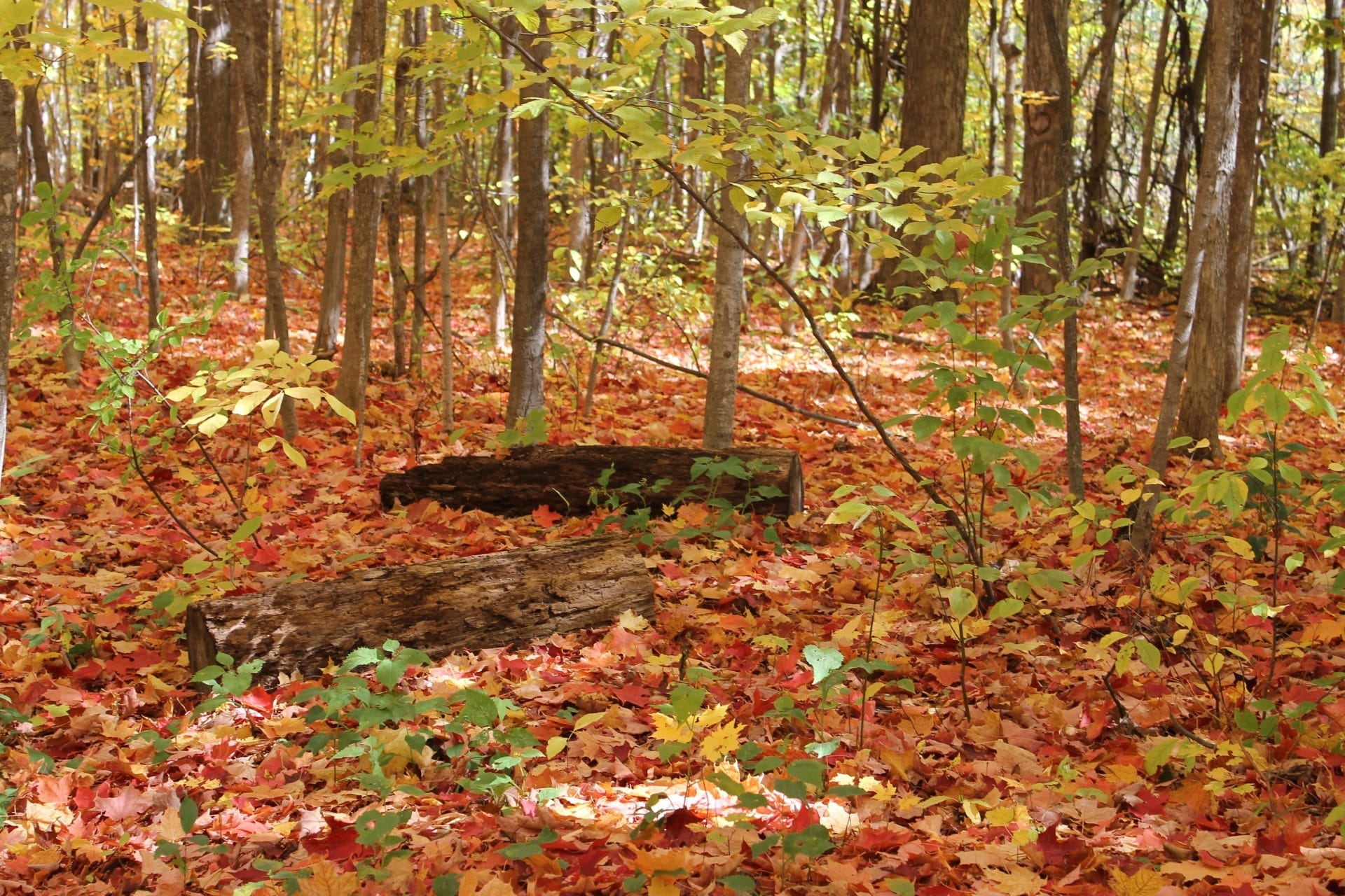 Hollidge Tract Accessible Trail