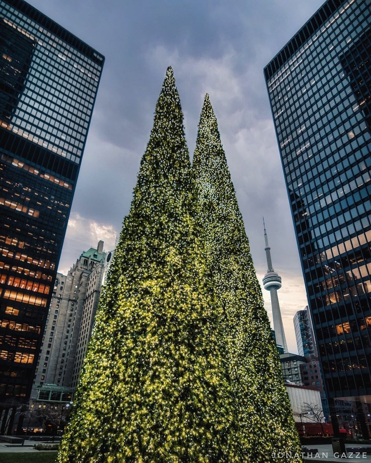 Christmas Trees in Toronto