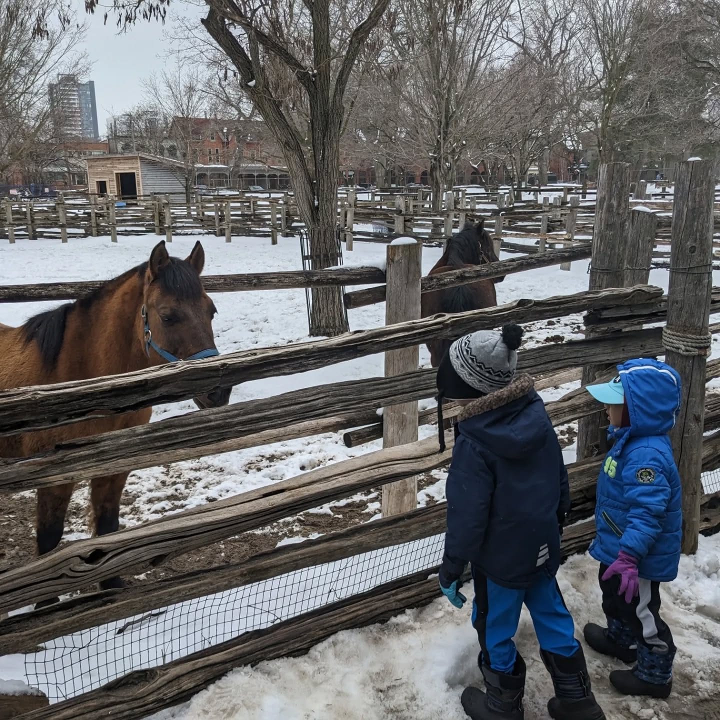 Free Family Winter Activities in Toronto