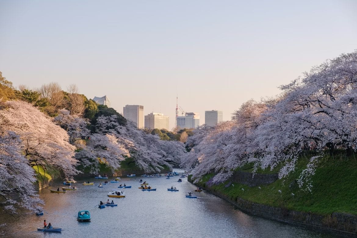 Japan cherry blossom festival cancelled