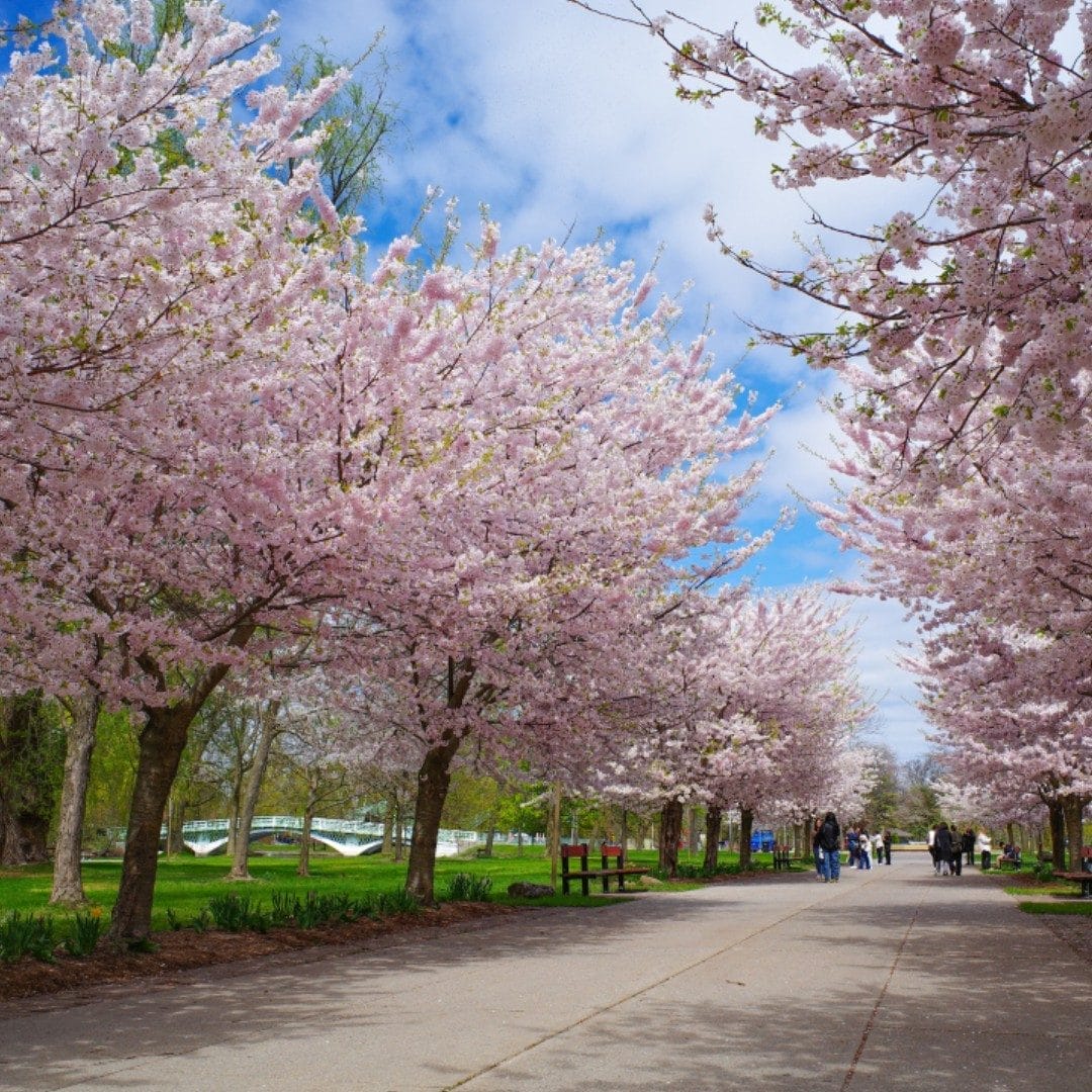 Cherry Blossom Watch in High Park
